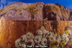Rock pool with sandy anemones by Peet J Van Eeden 
